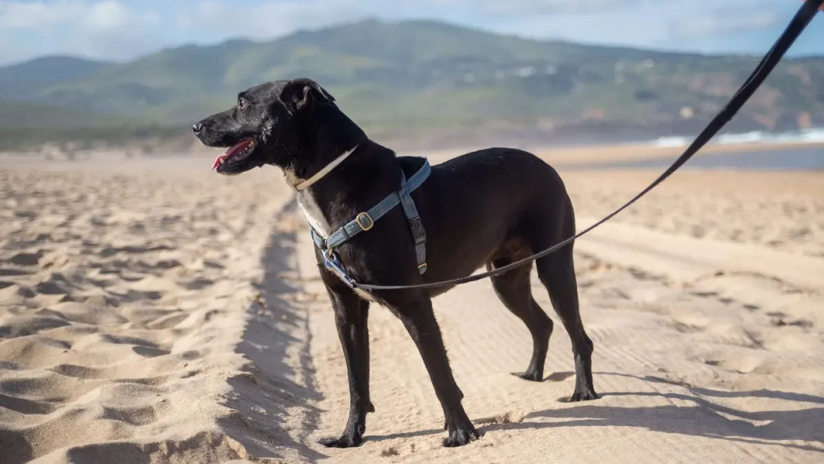 Dog leash in hand outdoors