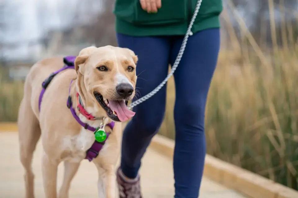 Dog leash in hand outdoors