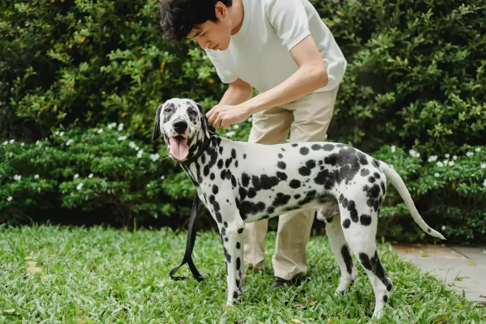 Dog leash in hand outdoors