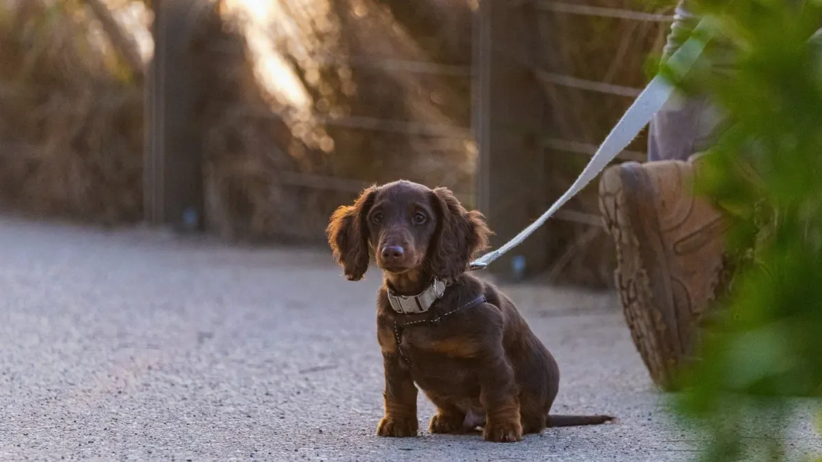 Dog leash in hand outdoors
