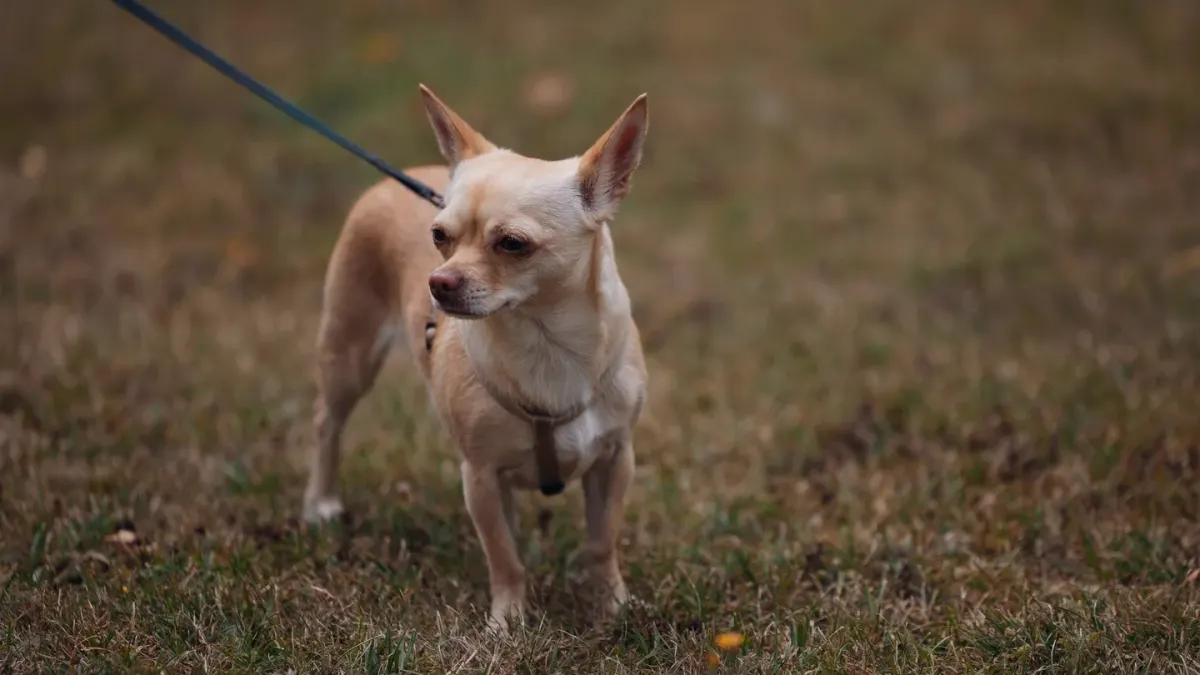 Dog leash in hand outdoors
