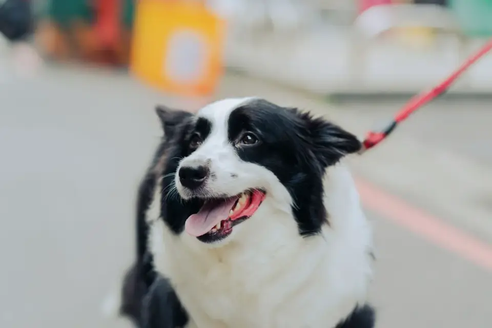 Dog leash in hand outdoors