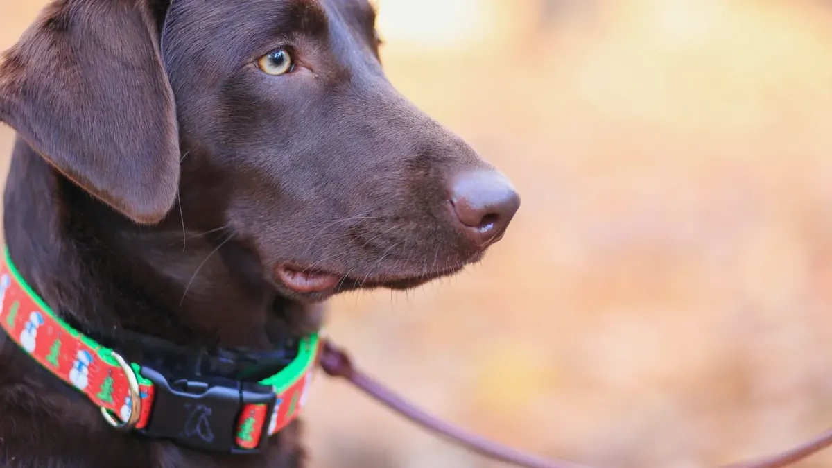 Dog leash outdoors
