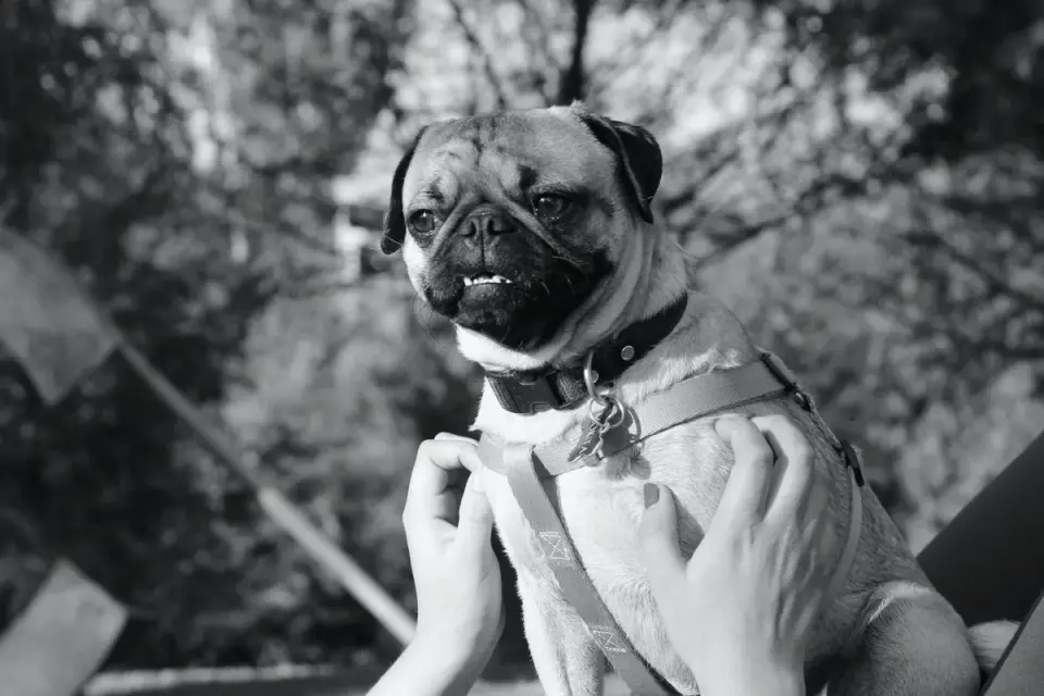 Dog leash outdoors