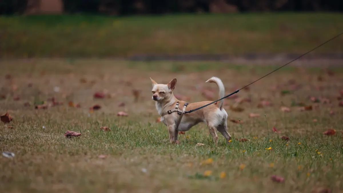 Dog leash outdoors