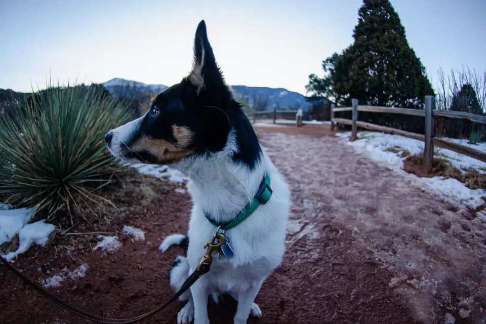 Dog leash outdoors
