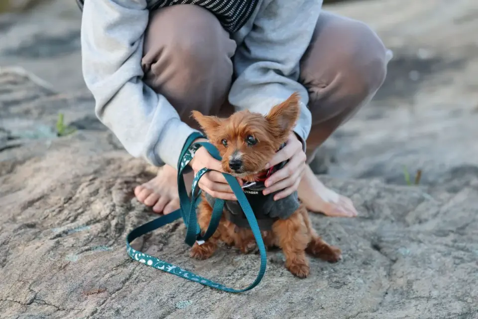 Dog leash outdoors
