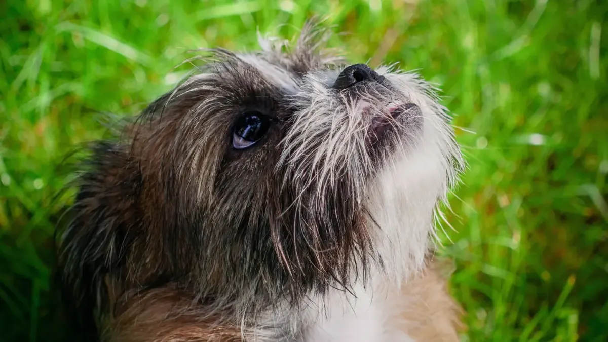 Dog looking attentive at owner