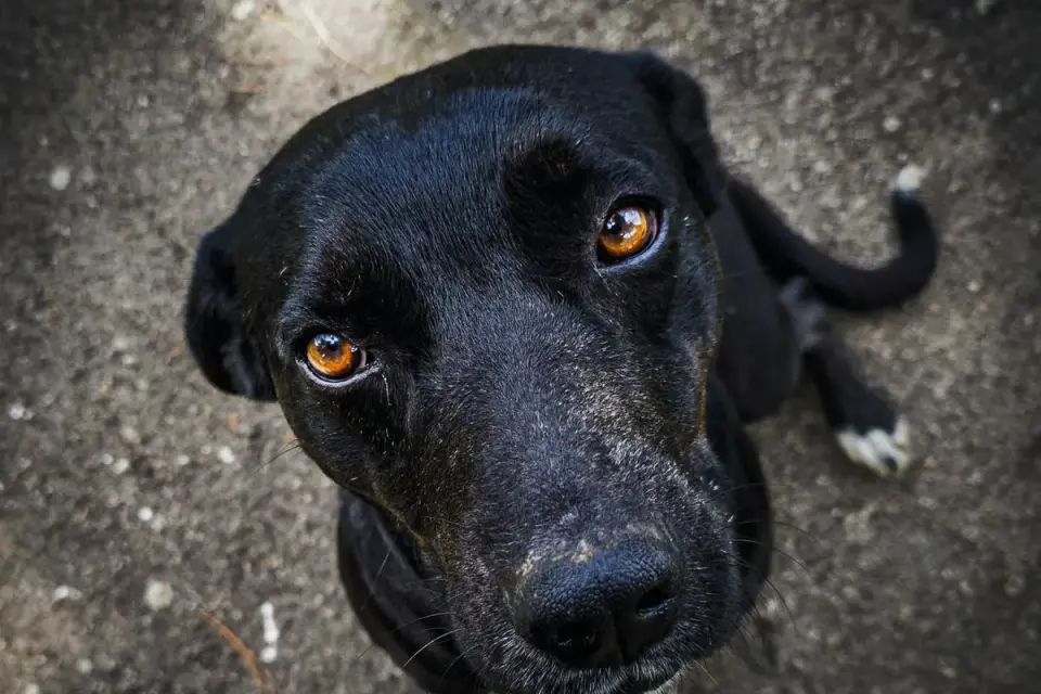 Dog looking attentive at owner