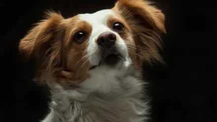 Dog looking attentive at owner