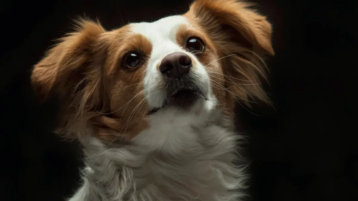 Dog looking attentive at owner