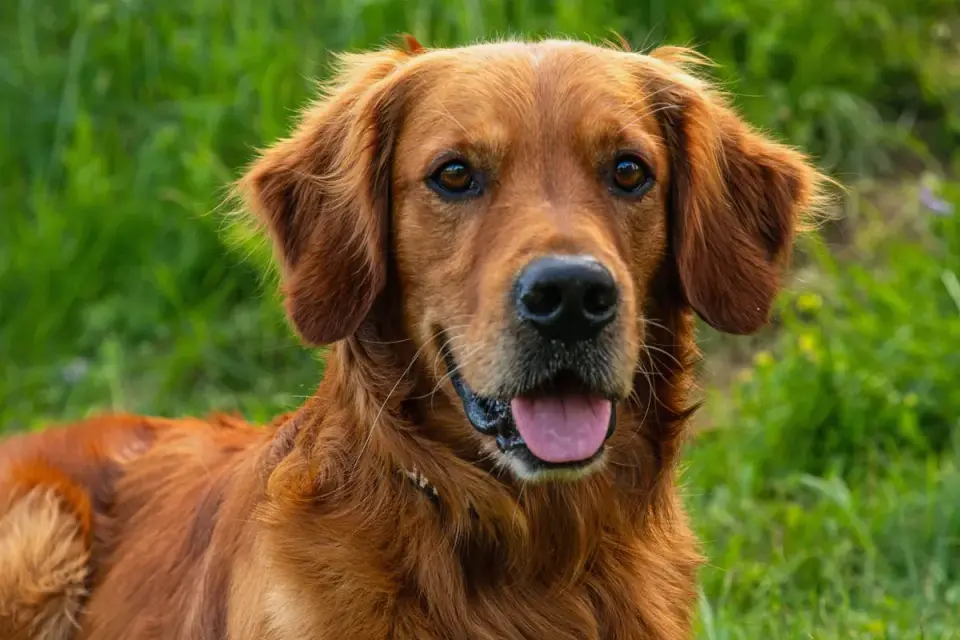 Dog looking attentive at owner