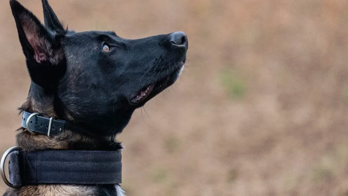 Dog looking attentive at owner