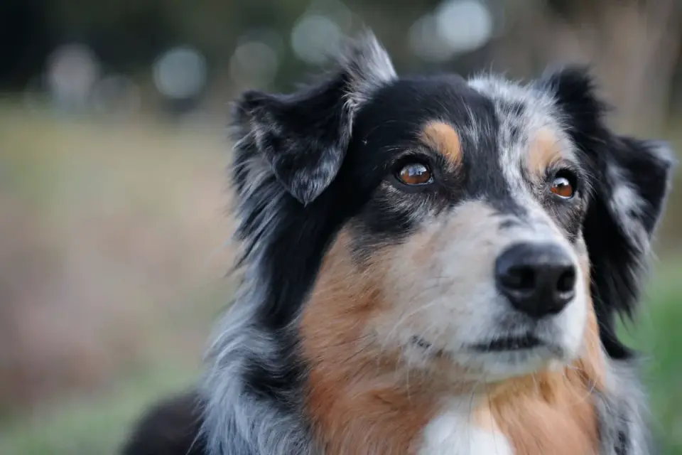 Dog looking attentive at owner