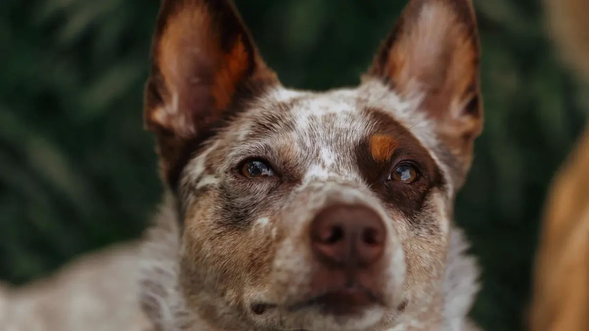 Dog looking attentive at owner