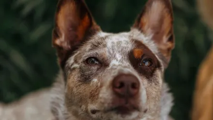 Dog looking attentive at owner