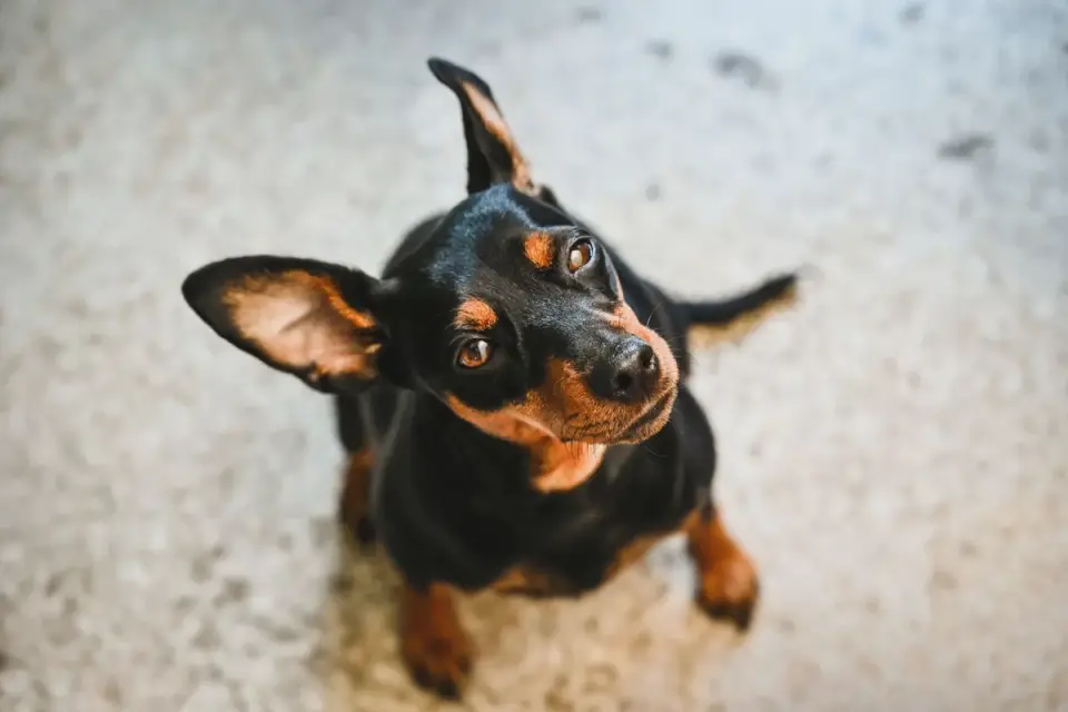 Dog looking attentive at owner