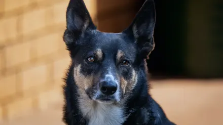 Dog looking attentive at owner