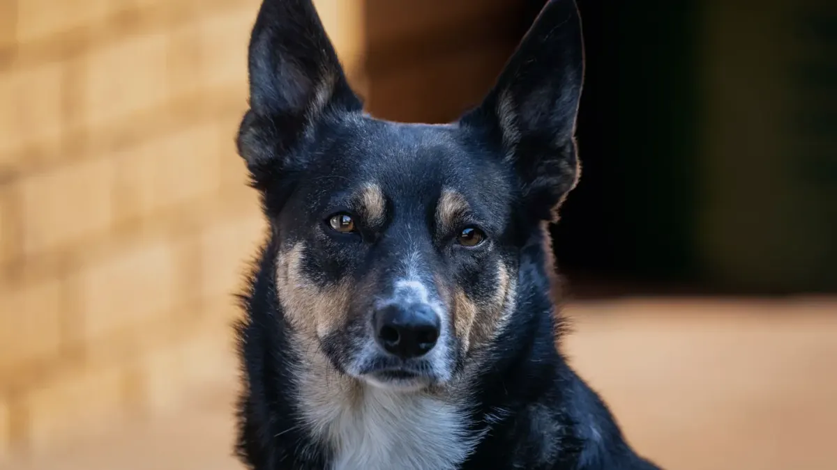 Dog looking attentive at owner