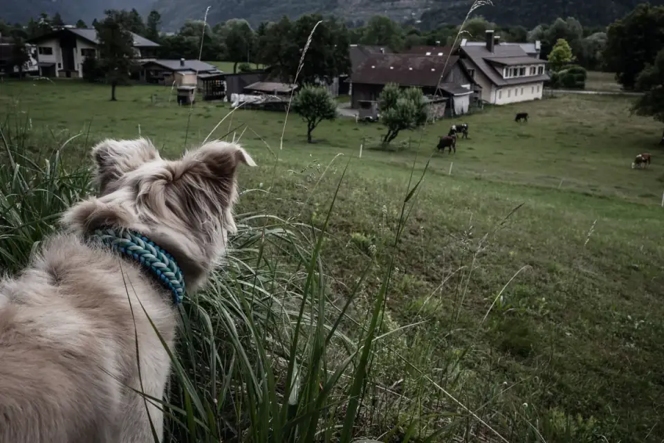 Dog on a farm field