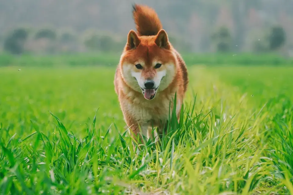 Dog on a farm field