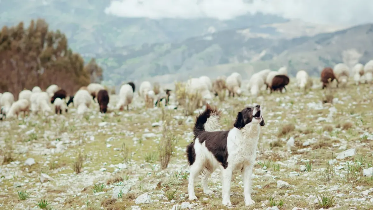 Dog on a farm field