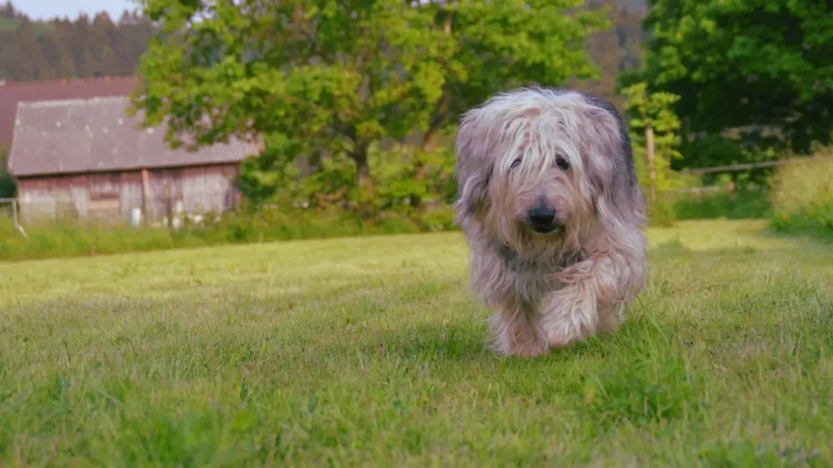 Dog on a farm field