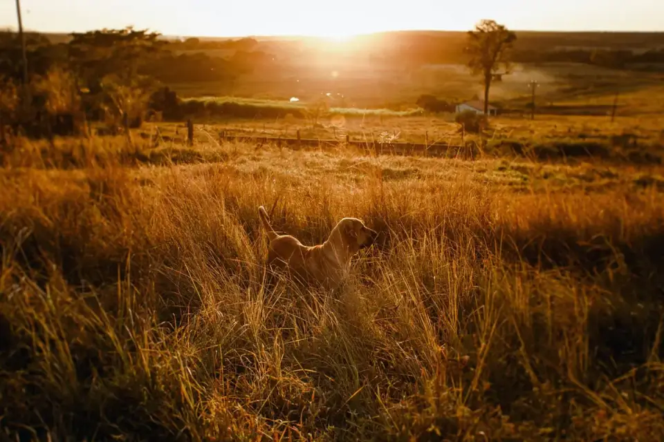 Dog on a farm field