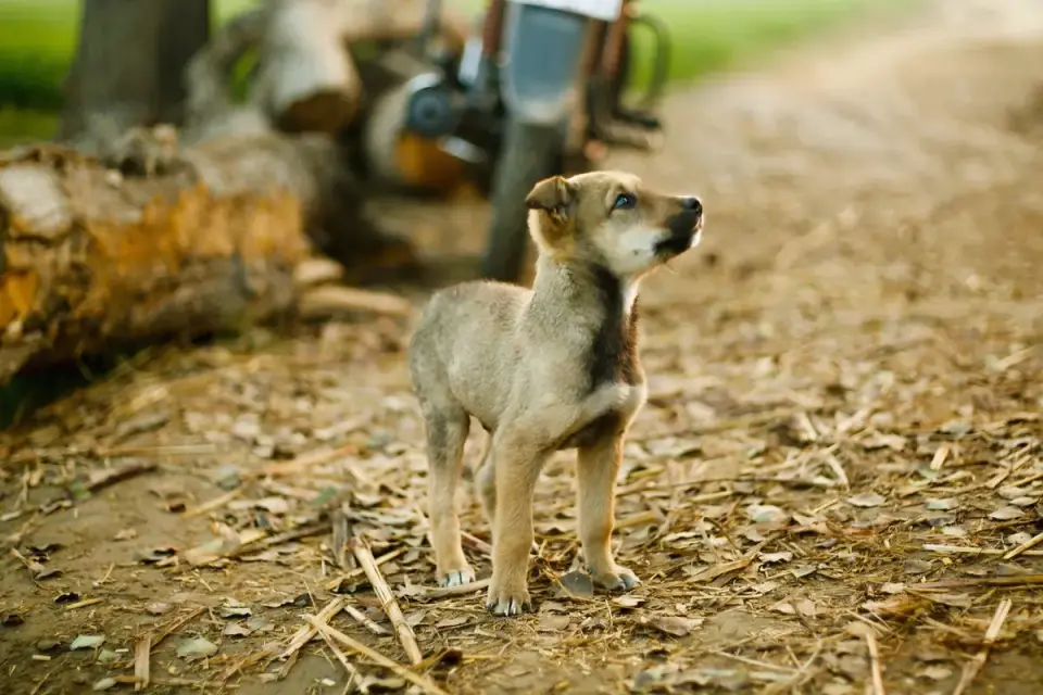 Dog on a farm field