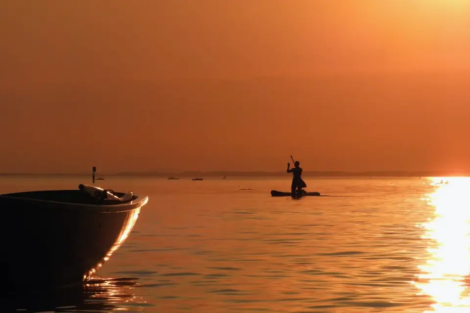Dog on a paddleboard