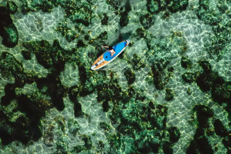 Dog on a paddleboard