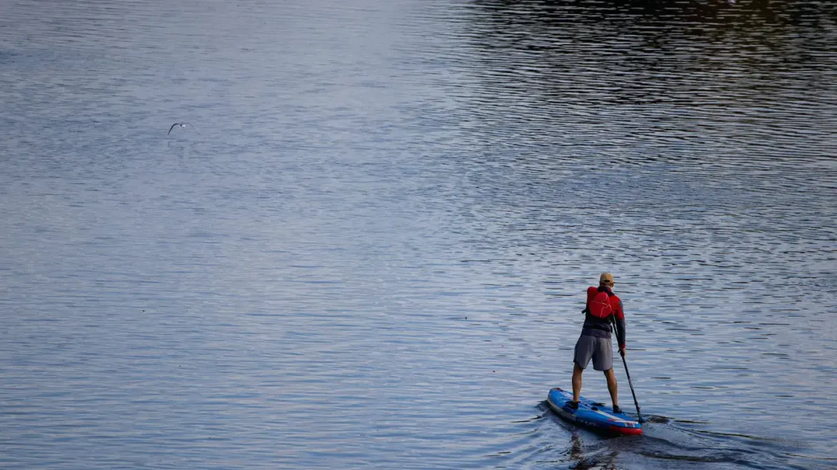 Dog on a paddleboard