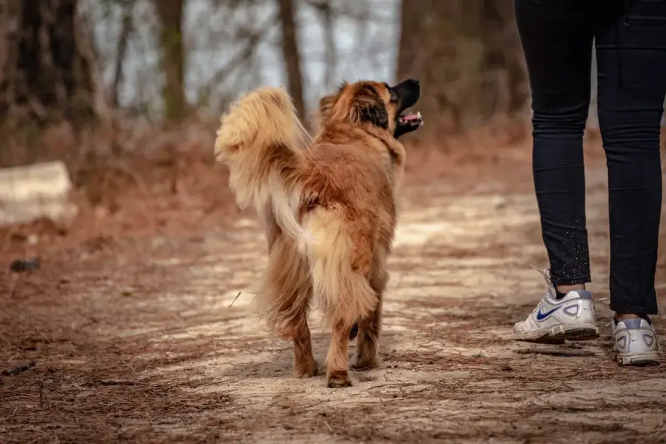 Dog on a ramp