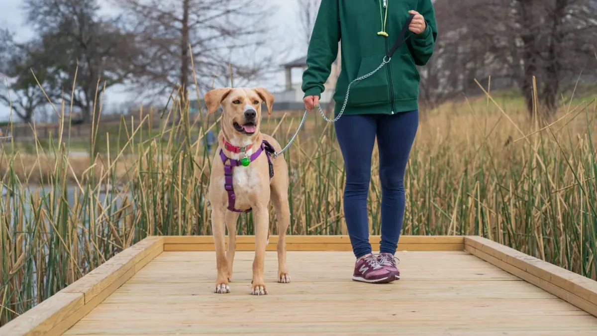 Dog on a ramp