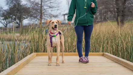 Dog on a ramp