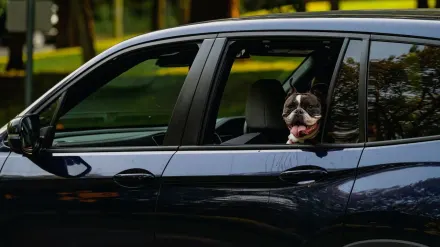Dog on a road trip