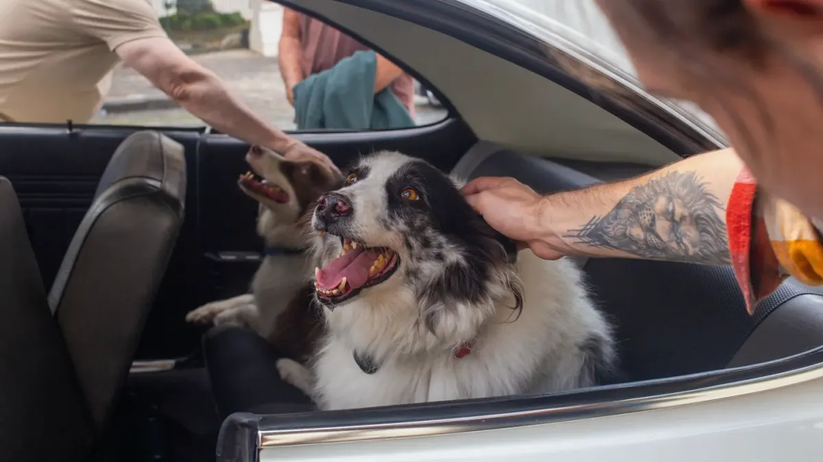 Dog on a road trip