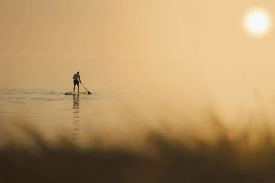 Dog on paddleboard water