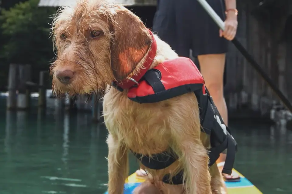 Dog on paddleboard water