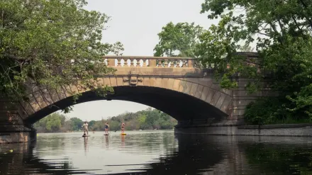 Dog on paddleboard water
