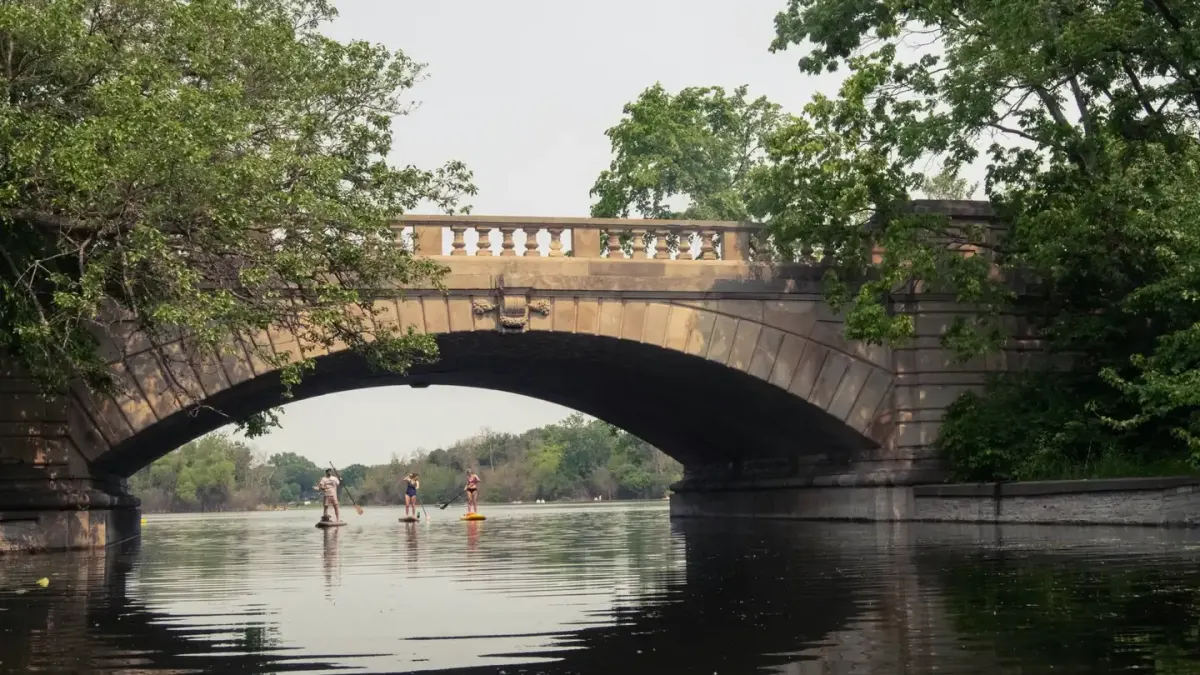 Dog on paddleboard water