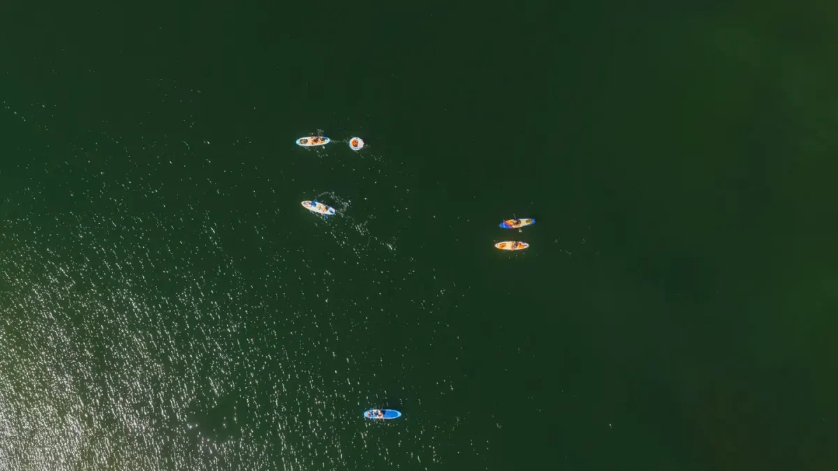 Dog on paddleboard water