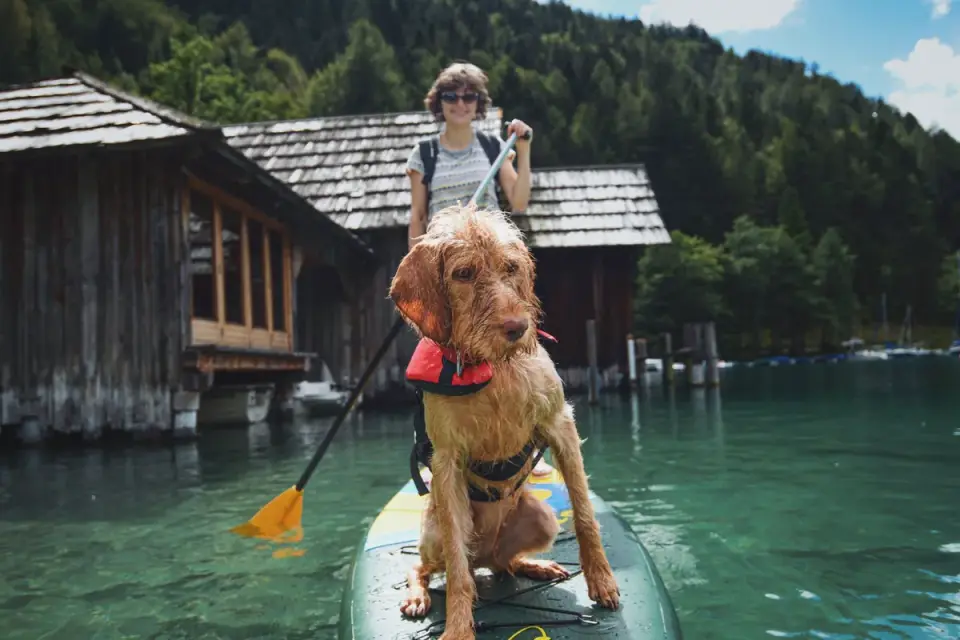 Dog on paddleboard water
