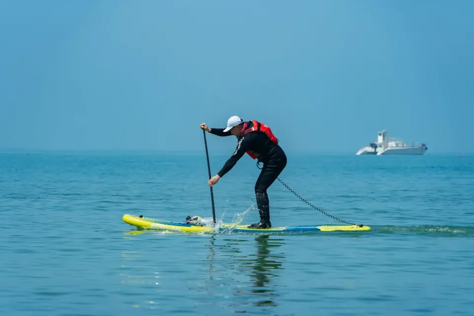 Dog on paddleboard water