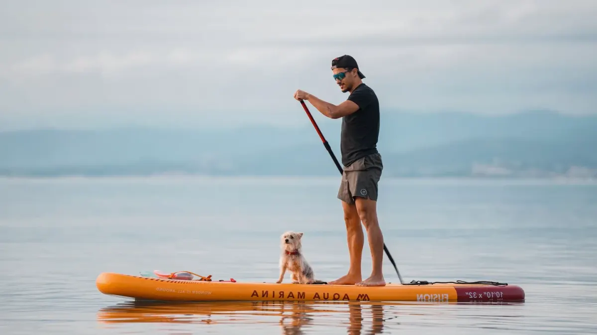 Dog on paddleboard water