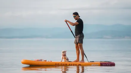 Dog on paddleboard water