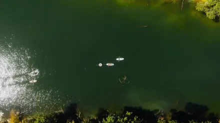 Dog on paddleboard water