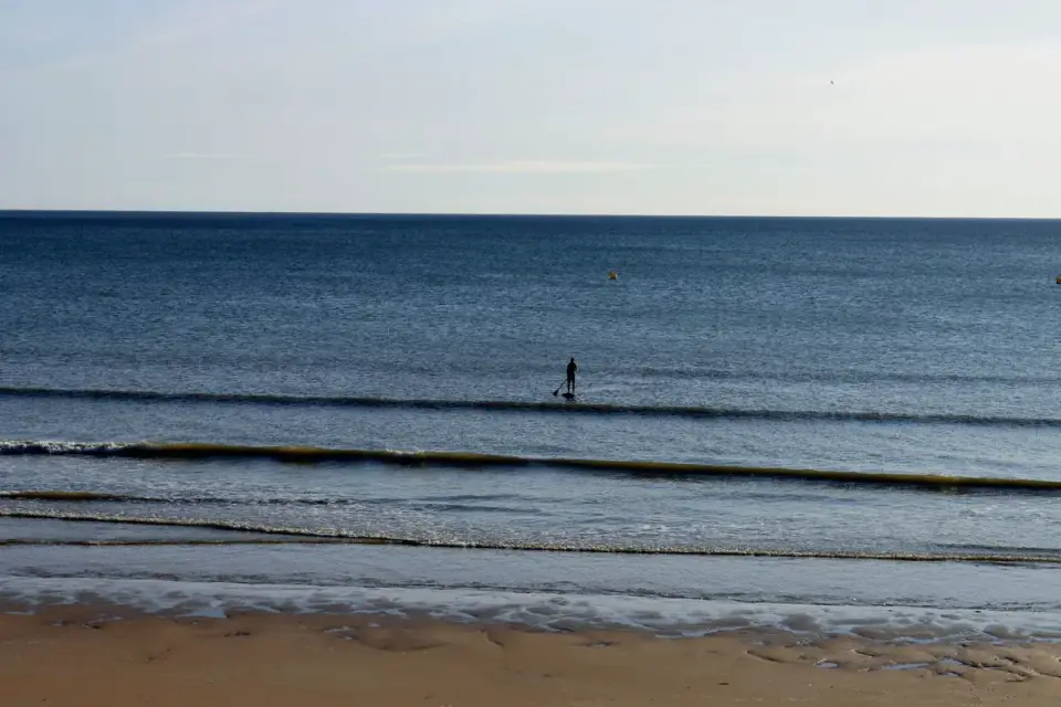 Dog on paddleboard water