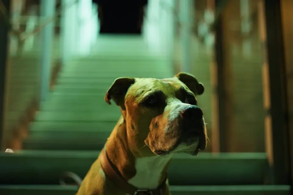 Dog on stairs