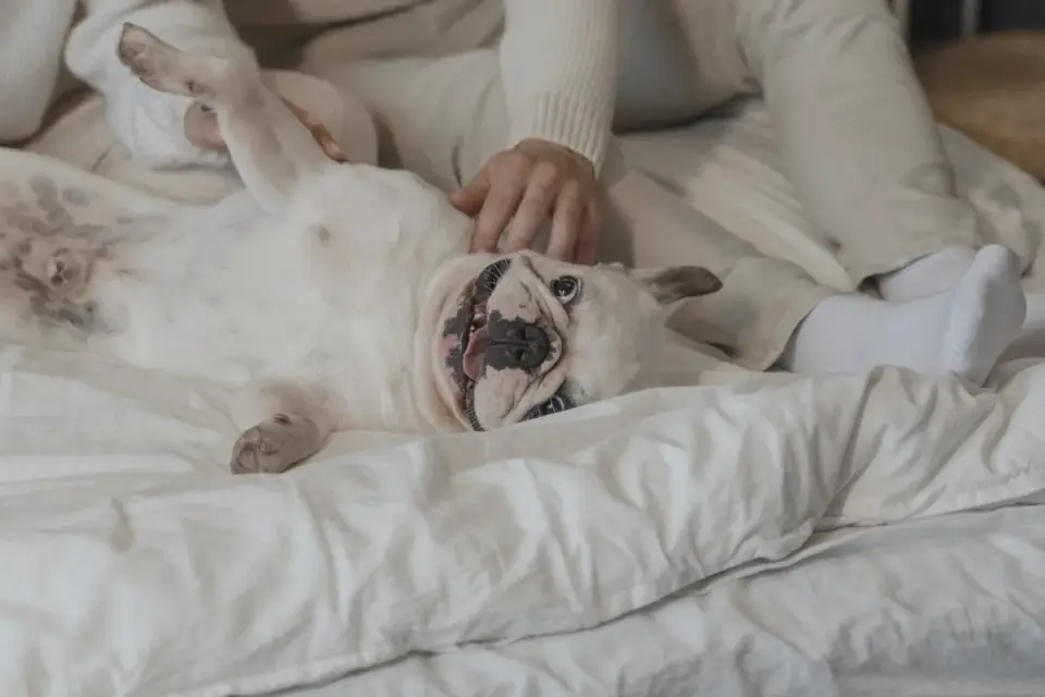 Dog owner gentle interaction home